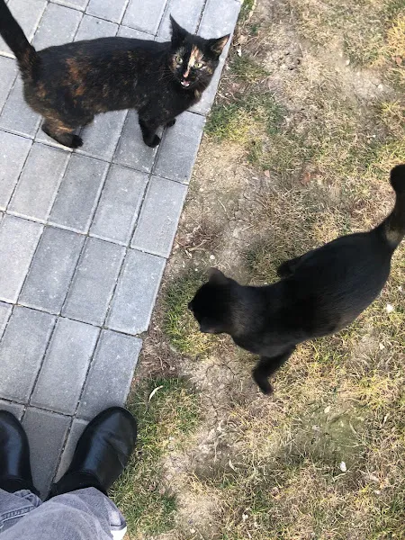 Animal Clinic Veteriner Kliniği 7/24 foto 2
