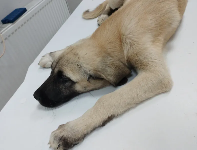 Epik Veteriner Kliniği foto 2