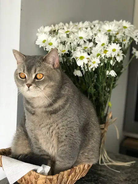 Gata Veteriner Kliniği foto 2