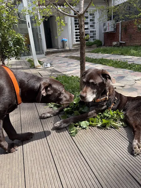 Fizyovet Avrupa Veteriner kliniği ve Pet Fizik Tedavi Rehabilitasyon Merkezi foto 2