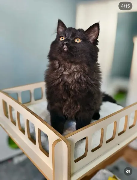 Nestvet Veteriner Kliniği foto 2