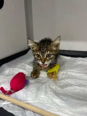 Pamuklar Pet Veteriner Kliniği fotoğrafı