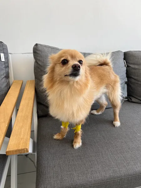 Pamuklar Pet Veteriner Kliniği foto 2