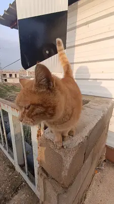 İlkin hobi sultan papağanı üretimi