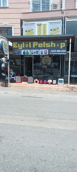 İlkin hobi sultan papağanı üretimi foto 2