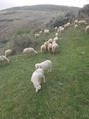 Medine küçükbaş hayvancılık süt ve ürünleri fotoğrafı