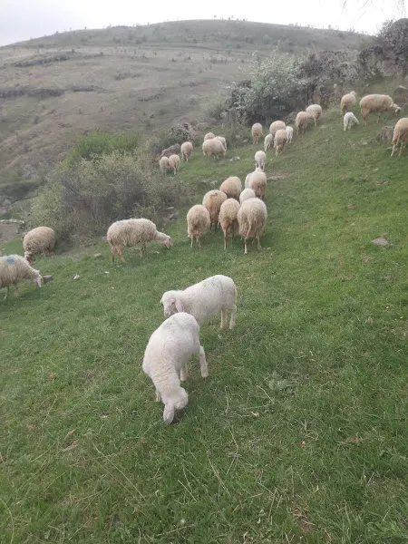 Medine küçükbaş hayvancılık süt ve ürünleri foto 1
