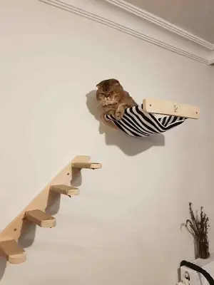 Kedi Tırmalama Tahtası fotoğrafı