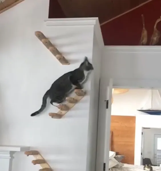 Kedi Tırmalama Tahtası foto 2