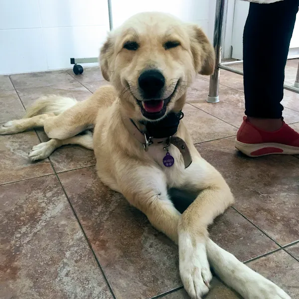 Güzelyalı Veteriner Kliniği foto 2
