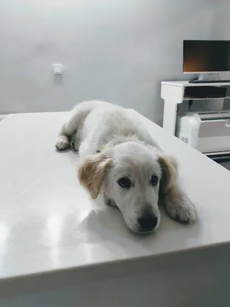 Miavet Veteriner Kliniği foto 2