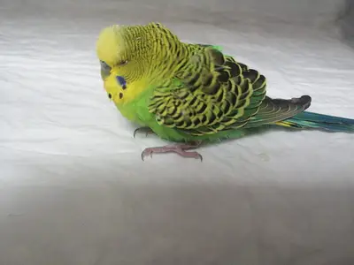 Uğur Pet Veteriner Kliniği fotoğrafı
