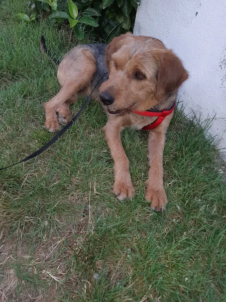 Marsilya Veteriner Kliniği foto 1