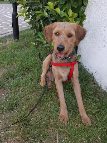 Marsilya Veteriner Kliniği foto 2