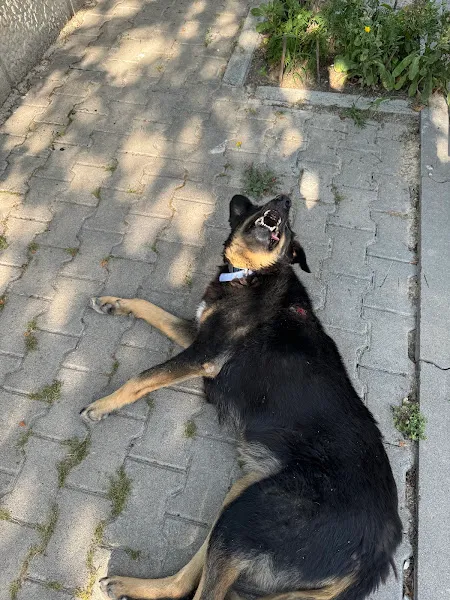 Talya Veteriner Kliniği | Beytepe foto 2