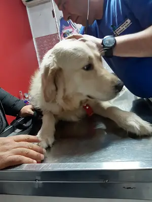 Panda Veteriner Kliniği