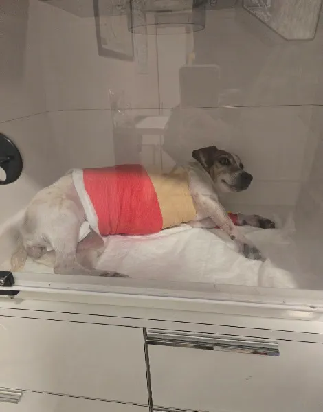Gen-Vet Veteriner Kliniği foto 2