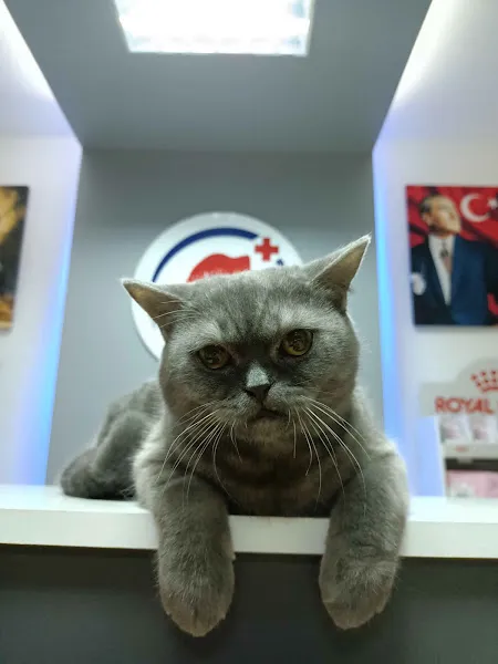 Athena Veteriner Kliniği foto 2