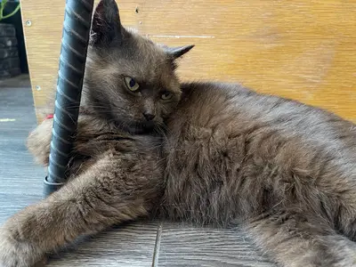 Lumos Veteriner Kliniği fotoğrafı