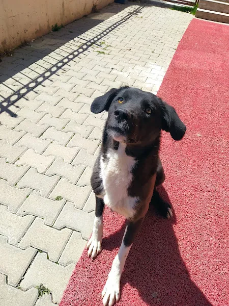 Lumos Veteriner Kliniği foto 2