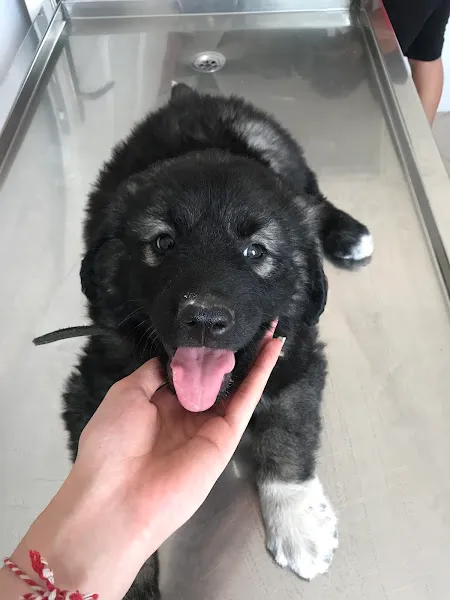 Ayna 1 Veteriner Kliniği foto 2
