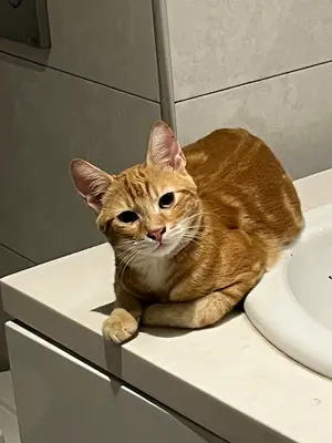 İSTANBUL PET SİTTER PET HOTEL PET OTEL KÖPEK KEDİ OTELİ fotoğrafı