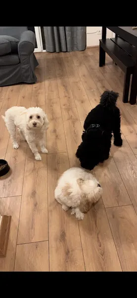 İSTANBUL PET SİTTER PET HOTEL PET OTEL KÖPEK KEDİ OTELİ foto 2