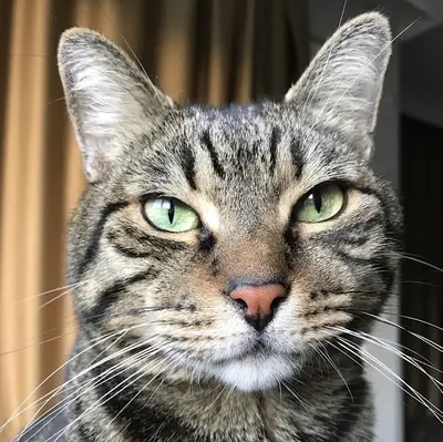 Felis Veteriner Kliniği