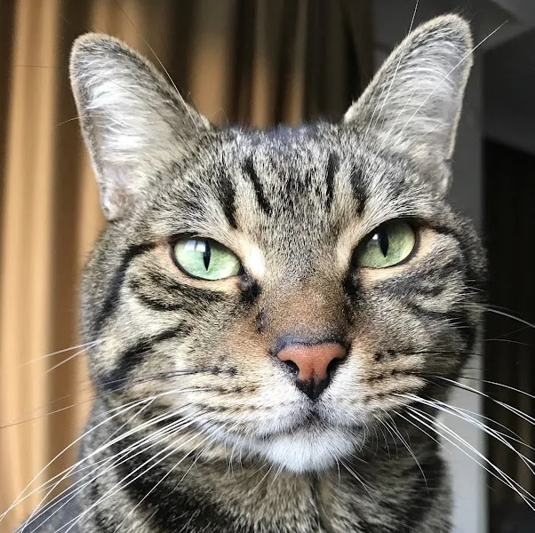 Felis Veteriner Kliniği foto 1