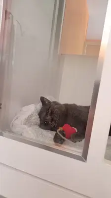 Mutlu Kuyruklar Veteriner Kliniği fotoğrafı