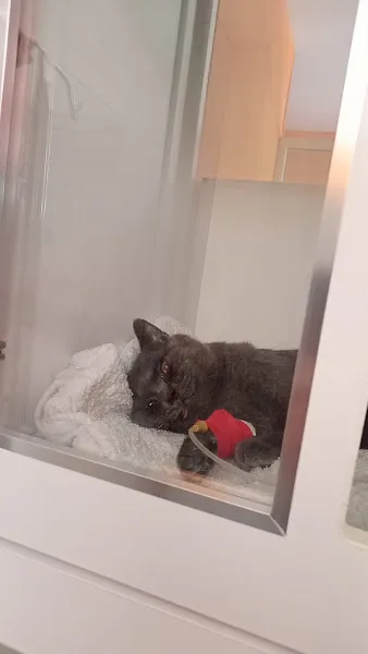 Mutlu Kuyruklar Veteriner Kliniği foto 1