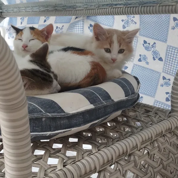 silivri pan veteriner kliniği foto 1