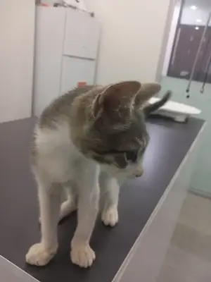 Hepa Veteriner Kliniği - Bahçekent - Bahçeşehir