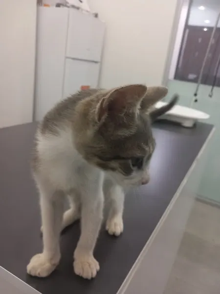 Hepa Veteriner Kliniği - Bahçekent - Bahçeşehir foto 1