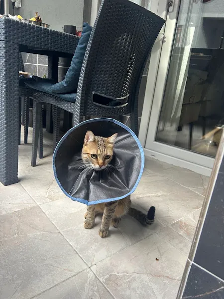 Vetirix Veteriner Kliniği foto 2