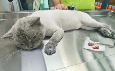Vetani Veteriner Kliniği fotoğrafı