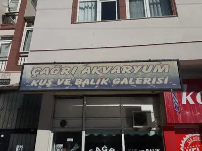 Çağrı Akvaryum Kuş Ve Balık Galerisi