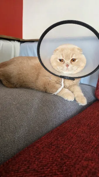 Kurtköy Monavet Veteriner Muayenehanesi foto 2