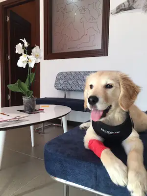 VETHOME VETERİNER KLİNİĞİ fotoğrafı