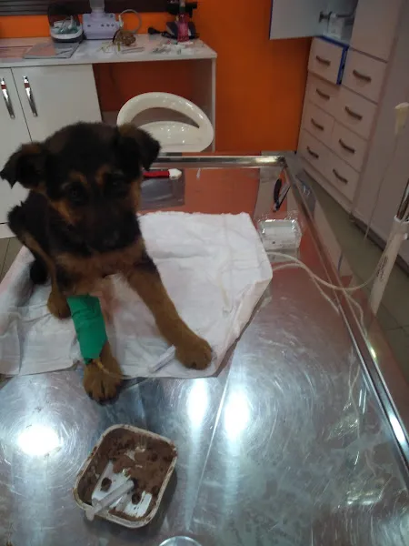 VETHOME VETERİNER KLİNİĞİ foto 2