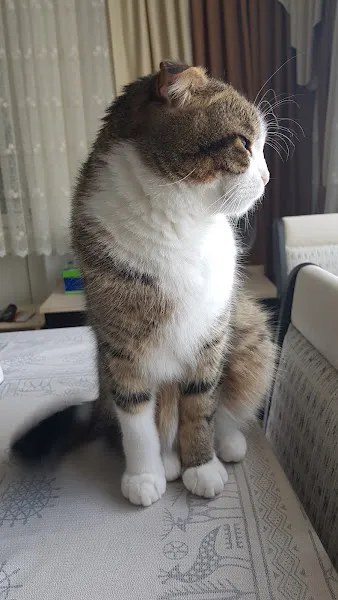 Yenikent Bereket Veteriner Kliniği foto 2