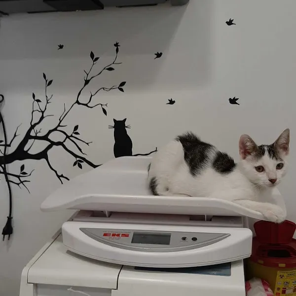 HELLOCLİNİC veteriner kliniği foto 2