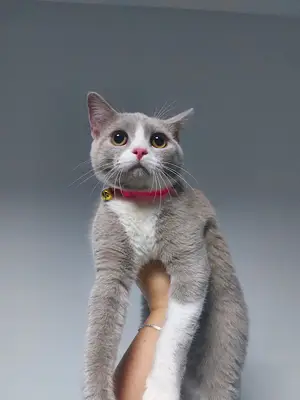 Sirius Veteriner Kliniği fotoğrafı