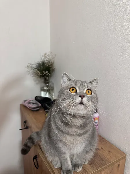 Ataköy Vetra Veteriner Kliniği foto 2