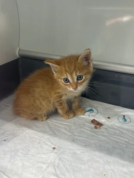 Petit Veteriner Kliniği foto 2