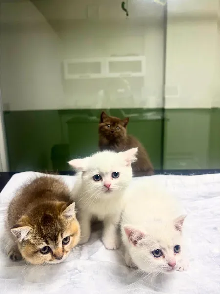 Talia Veteriner Kliniği foto 2