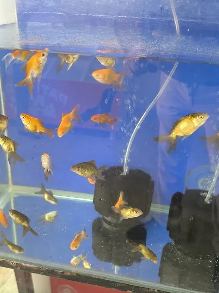 Pati Park Petshop foto 2