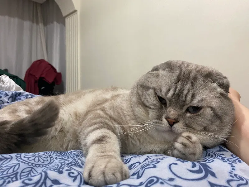 Yaldıran Veteriner Kliniği foto 1