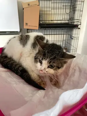 Cat Dog Veteriner Kliniği