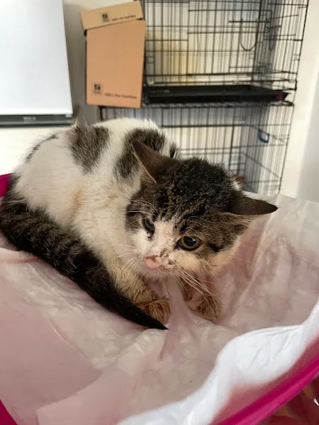 Cat Dog Veteriner Kliniği foto 1